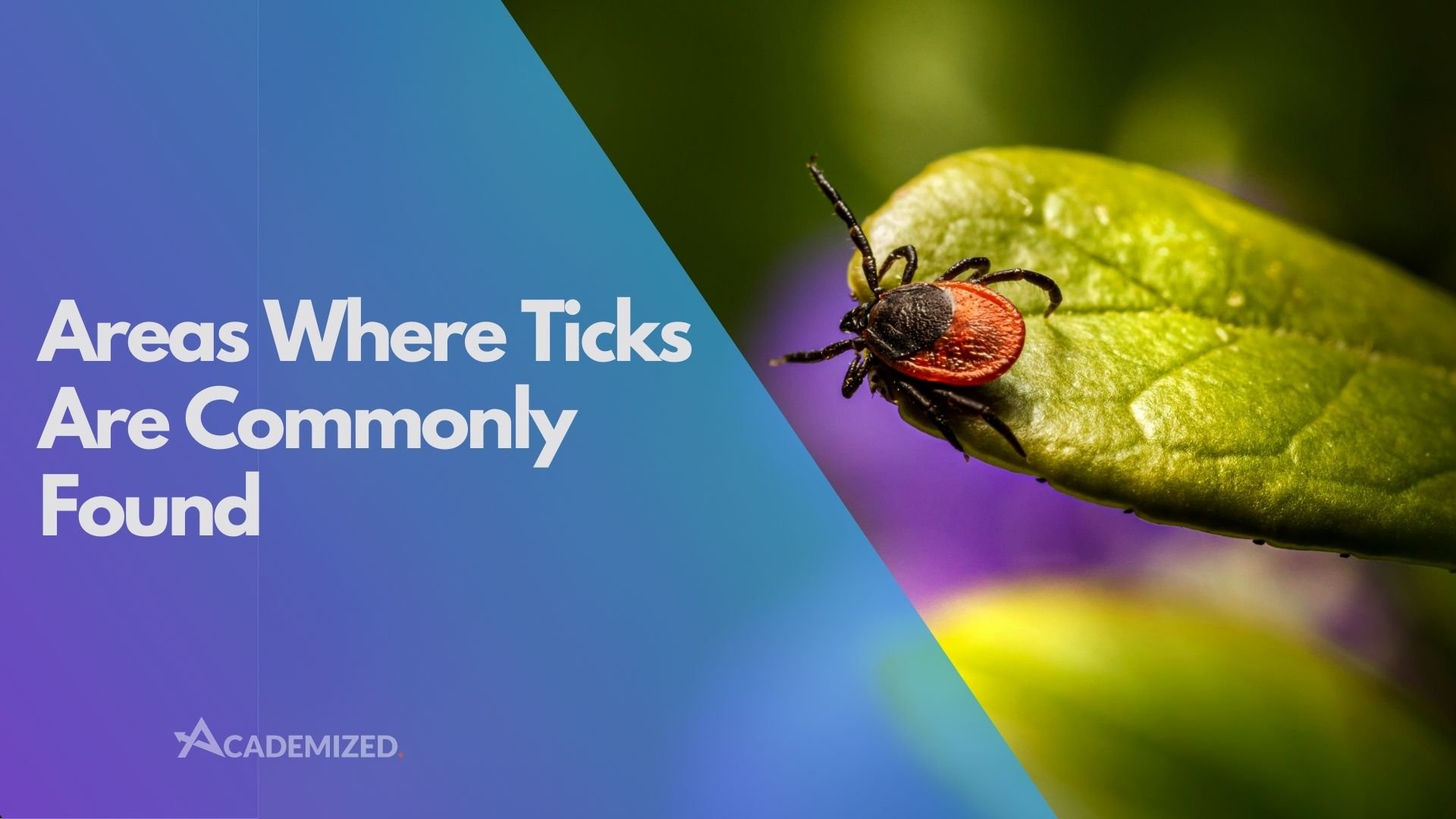 Areas Where Ticks Are Commonly Found