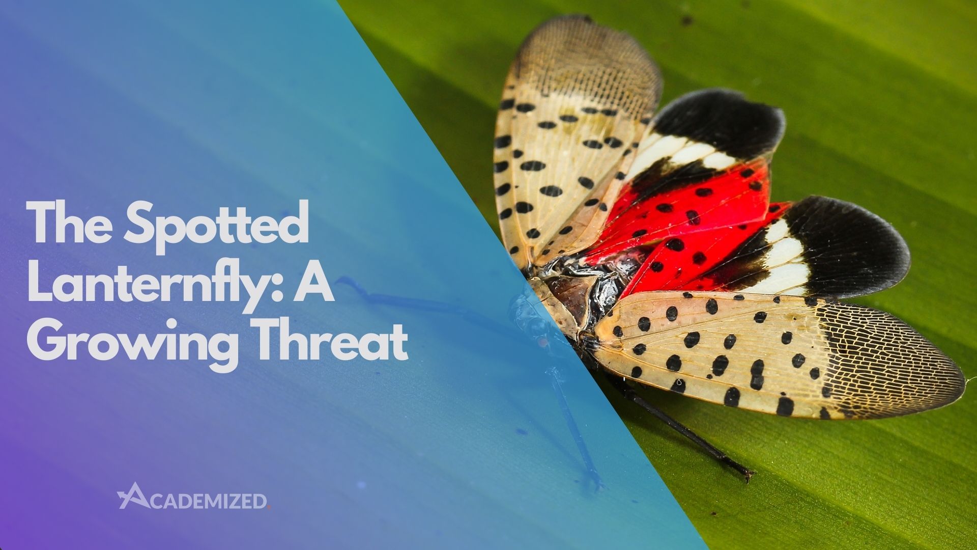 The Spotted Lanternfly: A Growing Threat