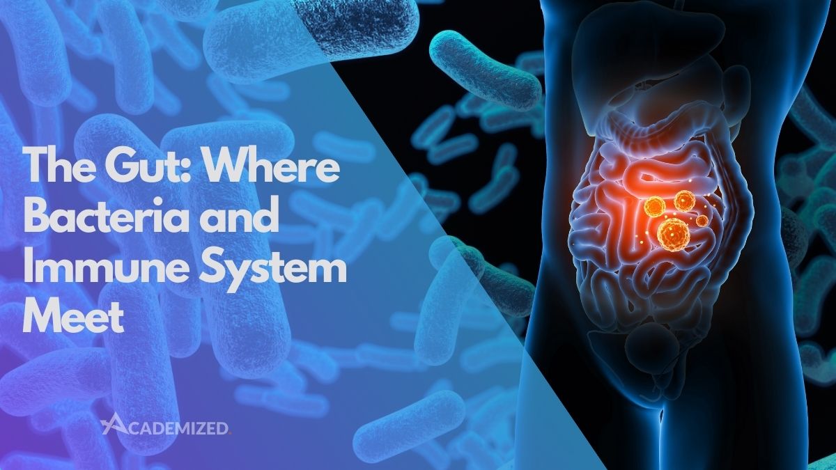 The Gut: Where Bacteria and Immune System Meet