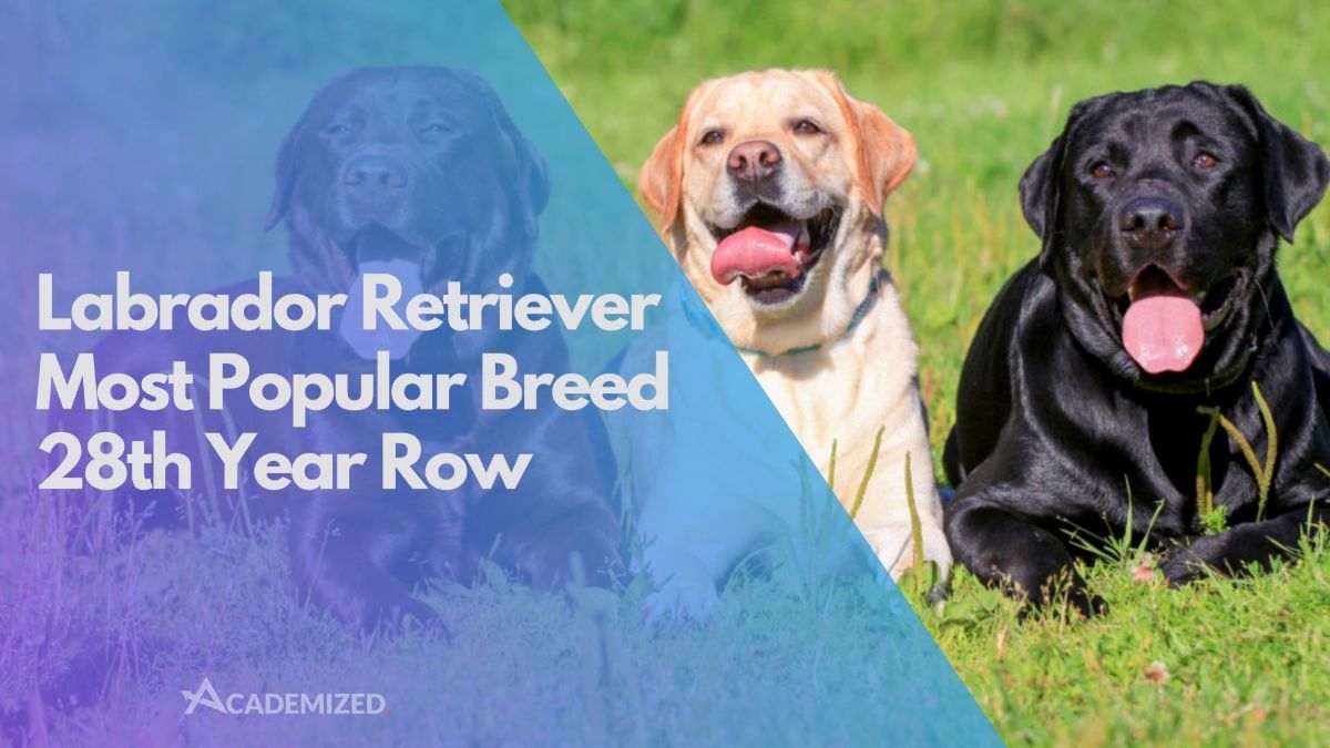 Labrador Retriever Most Popular Breed 28th Year Row